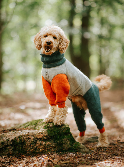 A medium poodle wearing a jumpsuit made of wool. The front legs of the jumpsuit are orange, the body is grey, and the neck and back legs are dark green. 