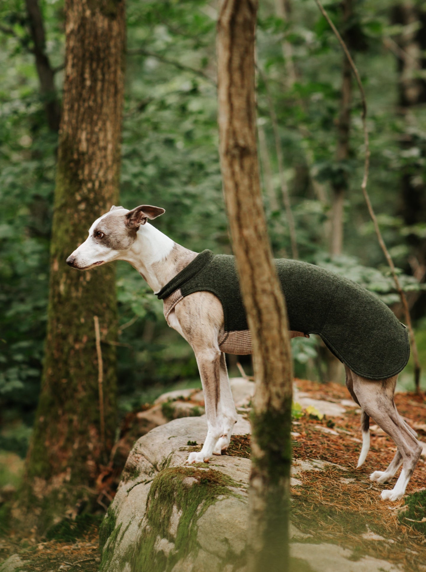 Whippet Wool Vest - Long Thigh