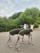 Load image into Gallery viewer, Two whippets facing away diagonally from the camera. They are wearing a whippet vest made of wool. The neck and back is a dark green, and the part under the chest is light beige.