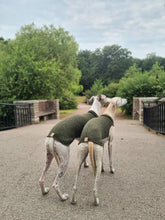 Load image into Gallery viewer, Two whippets facing away from the camera. They are wearing a whippet vest made of wool. The neck and back is a dark green, and the part under the chest is light beige.