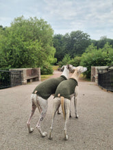 Load image into Gallery viewer, Two whippets facing away from the camera. They are wearing a whippet vest made of wool. The neck and back is a dark green, and the part under the chest is light beige.
