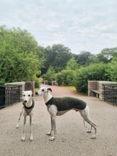 Load image into Gallery viewer, Two whippets, one standing with his side facing the camera, and the other with his face facing the camera. They are wearing a whippet vest made of wool. The neck and back is a dark green, and the part under the chest is light beige.