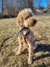 Load image into Gallery viewer, Dog Bandana - Blue Square