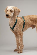 Load image into Gallery viewer, 16 mm custom made waterproof Y-harness in Biothane - 6 colours