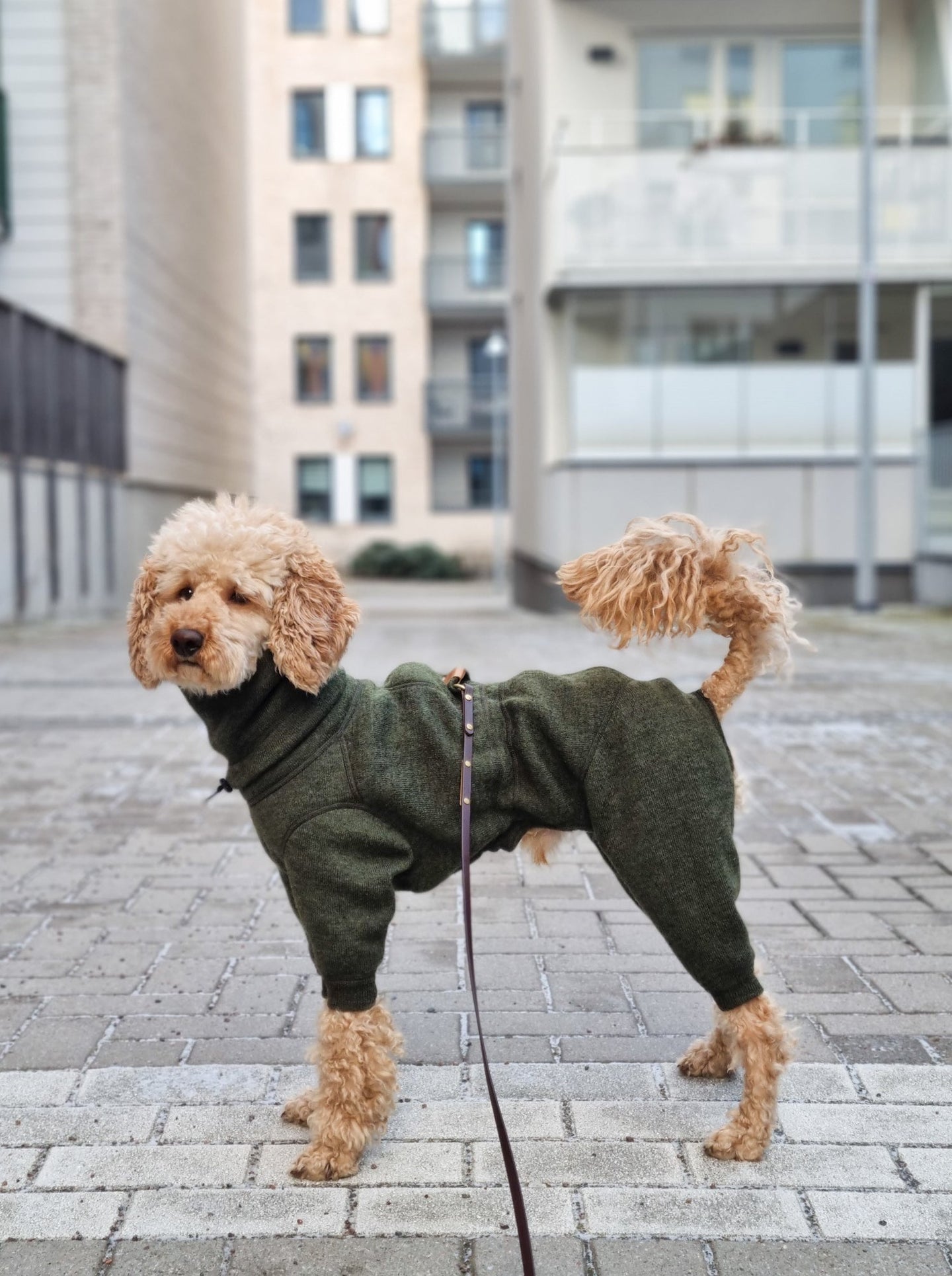An apricot poodle wearing a forest green jumpsuit in wool. He is standing with his side facing the camera. The jumpsuit has a hole on the back for the leash.