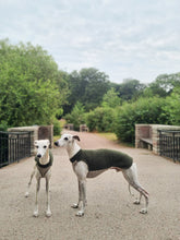 Load image into Gallery viewer, Two whippets, one standing with his side facing the camera, and the other with his face facing the camera. They are wearing a whippet vest made of wool. The neck and back is a dark green, and the part under the chest is light beige.
