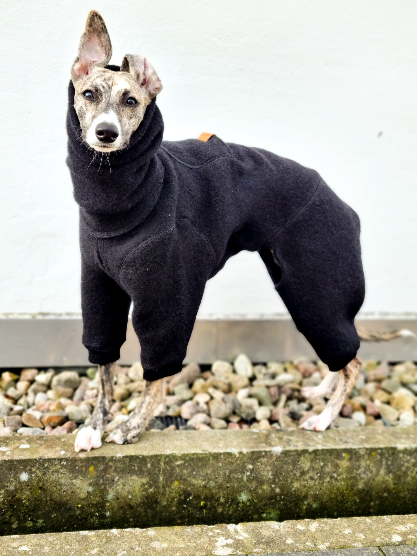 Whippet wearing a black wool onesie with a long neck that reaches all the way up to the dog's ears.