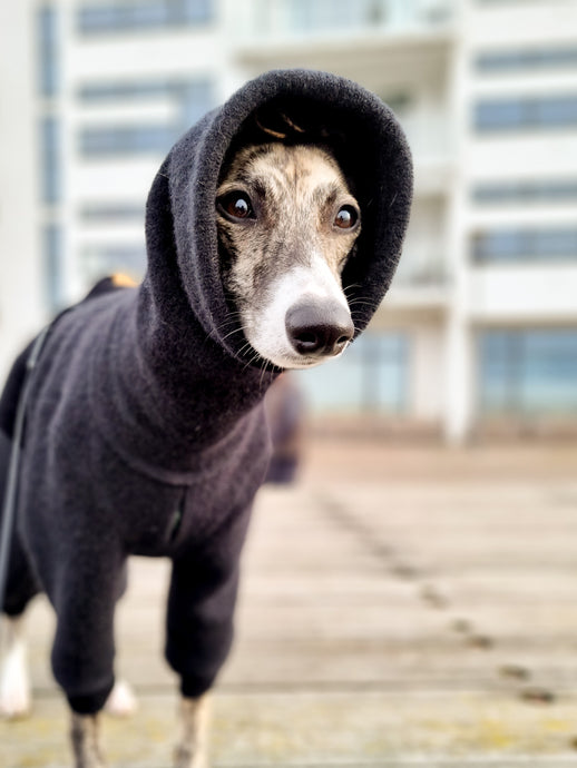 A close up of a whippets face, wearing a black wool suit. The neck of the wool suit is pulled up so that it covers the dog's ears.