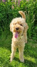 Load image into Gallery viewer, Dog bandana - Yellow Flower
