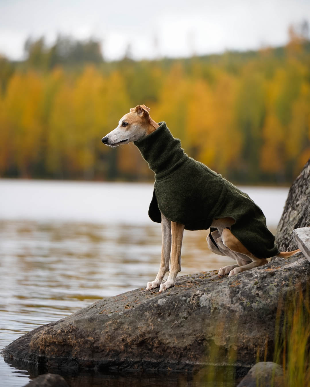 Whippet coat in 100 wool