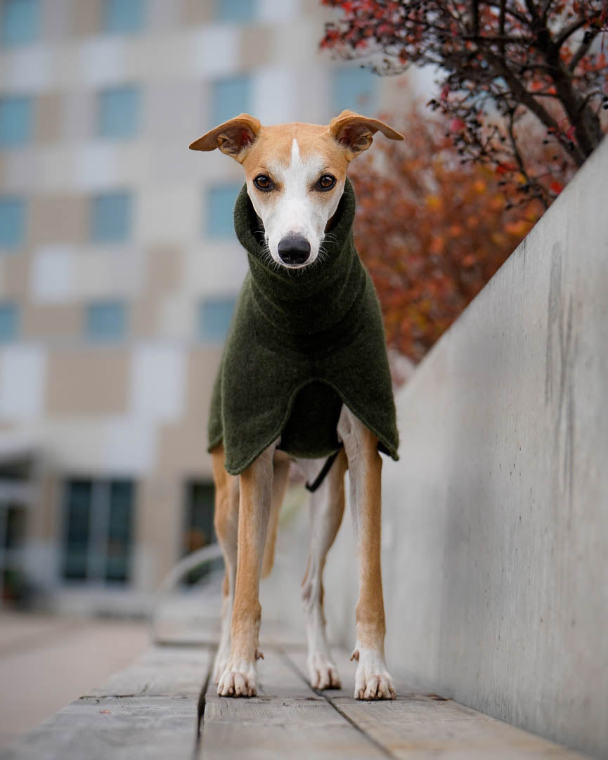 Whippet coat in 100 % wool - short neck