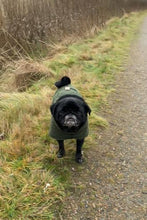 Load image into Gallery viewer, Pug Wool Coat in 100 % wool - Short neck
