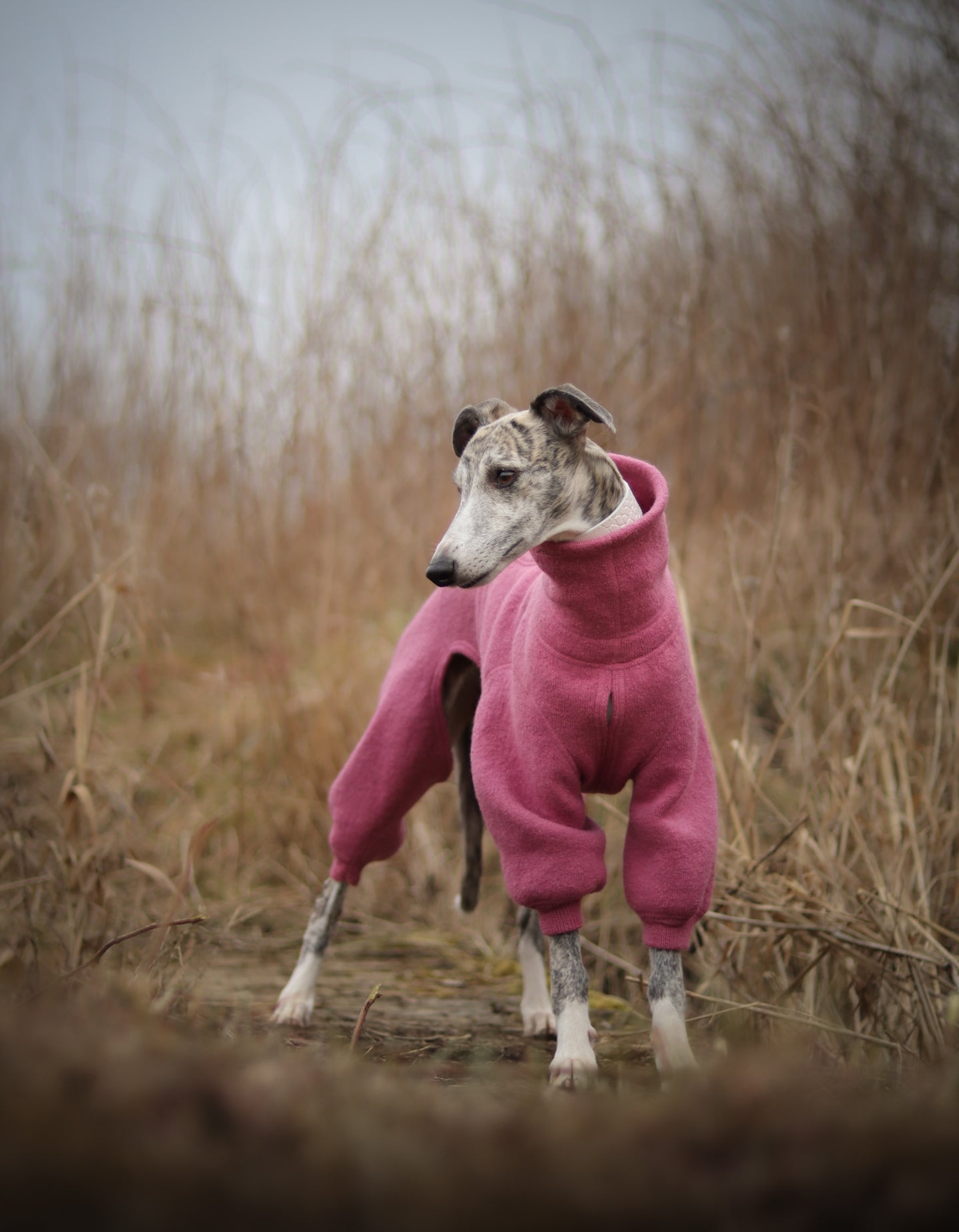 Whippet Overall in 100 % wool - Short neck