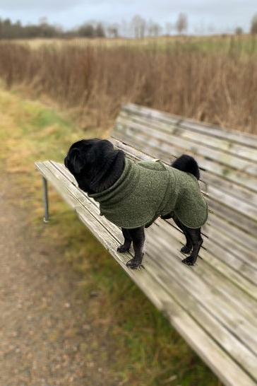 Pug Wool Coat in 100 % wool - Short neck